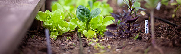 kitchen-garden-services-3