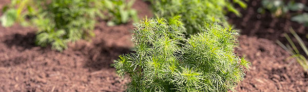 landscape-design-services-3